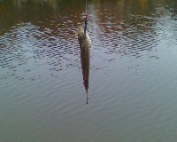 Homestead Park
